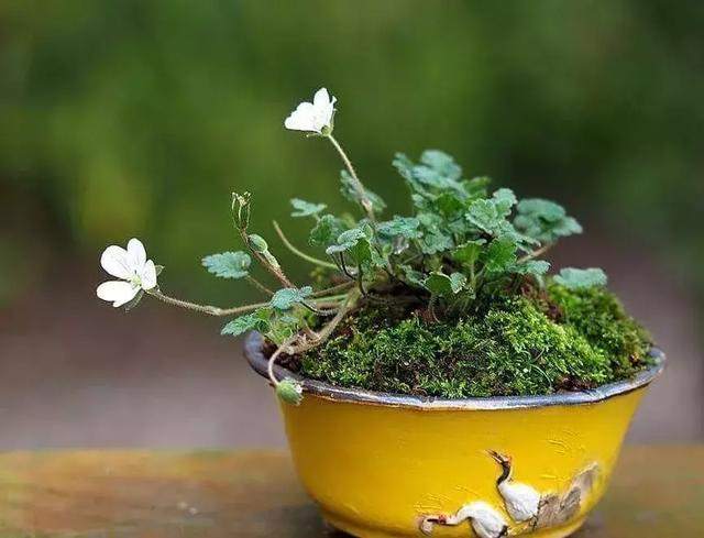 野草盆景也很美
