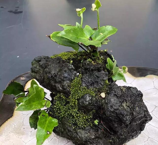 野草盆景也很美