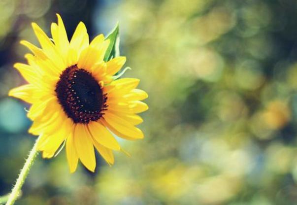 傻精傻精，一個不可低估的星座