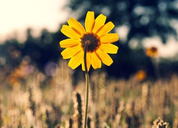 傻精傻精，一個不可低估的星座