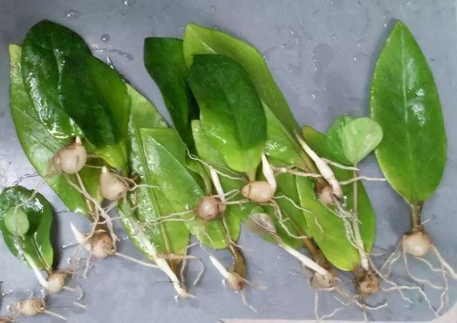 金錢樹掰個葉子放水里，一個週就冒新根，都可以拿出去賣了！