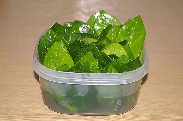 金錢樹掰個葉子放水里，一個週就冒新根，都可以拿出去賣了！