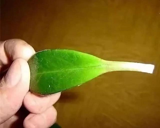 金錢樹掰個葉子放水里，一個週就冒新根，都可以拿出去賣了！