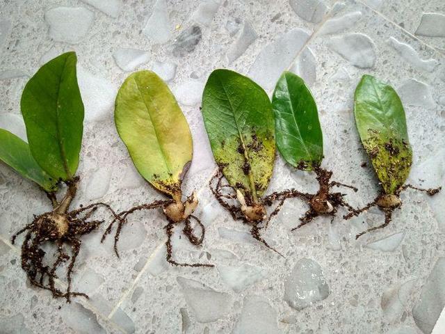 金錢樹掰個葉子放水里，一個週就冒新根，都可以拿出去賣了！