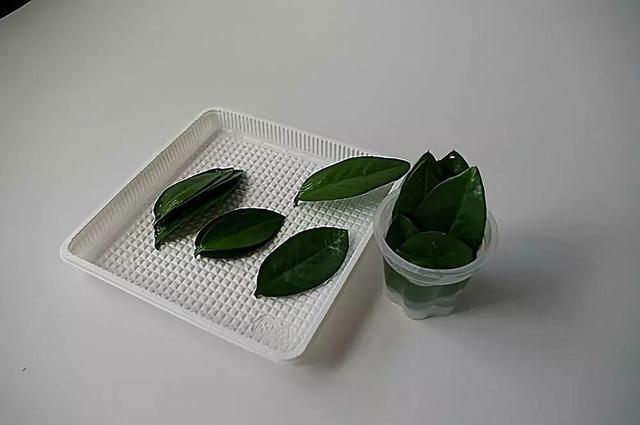 金錢樹掰個葉子放水里，一個週就冒新根，都可以拿出去賣了！