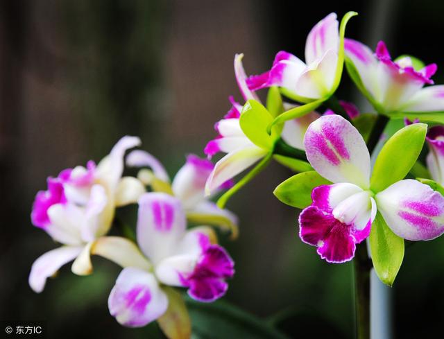 真正的強者，不是走運時的囂張，而是逆境時的堅強