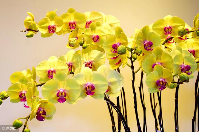 真正的強者，不是走運時的囂張，而是逆境時的堅強