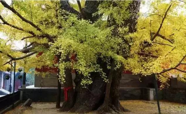 會作畫的銀杏葉，為你演繹出最美的冬天