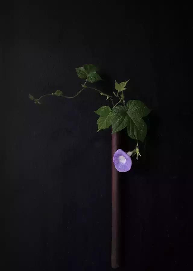 生活美學｜浮生一日花在野