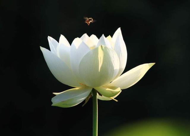 佛說：人生的十項修煉，能做到這四項，則大事可成