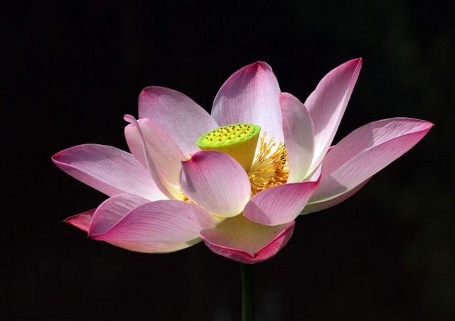 佛說：人生的十項修煉，能做到這四項，則大事可成