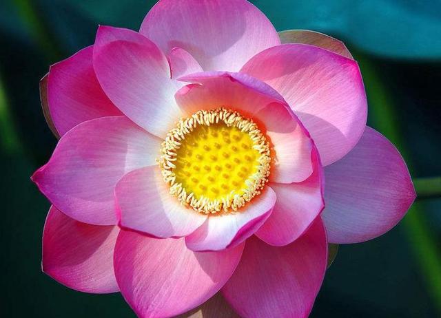 佛說：人生的十項修煉，能做到這四項，則大事可成