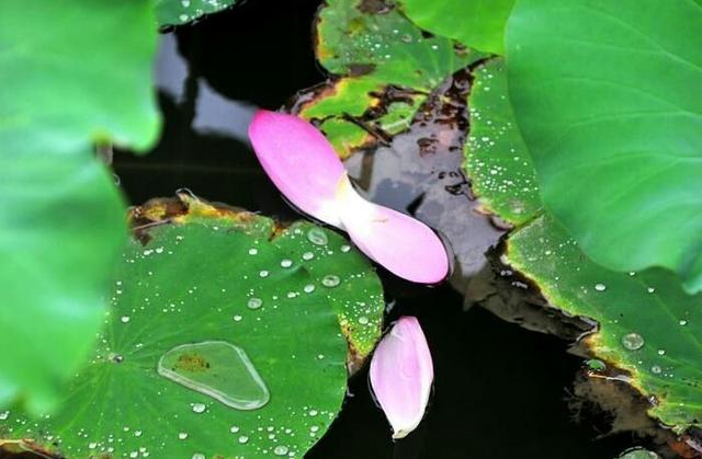 人若不惜，遲早會敗給歲月；心若無情，終究會輸給冷落！