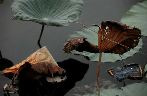 人若不惜，遲早會敗給歲月；心若無情，終究會輸給冷落！