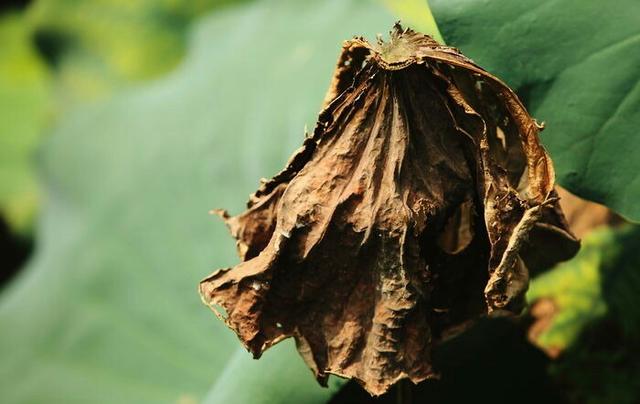 人若不惜，遲早會敗給歲月；心若無情，終究會輸給冷落！
