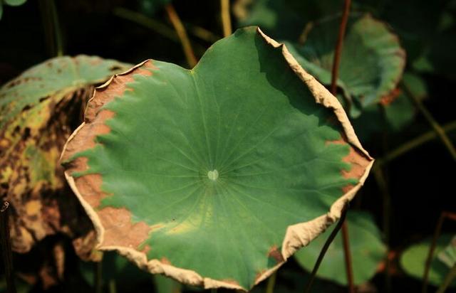 人若不惜，遲早會敗給歲月；心若無情，終究會輸給冷落！