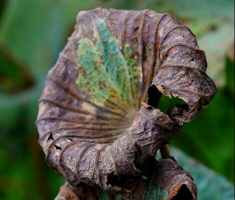 人若不惜，遲早會敗給歲月；心若無情，終究會輸給冷落！