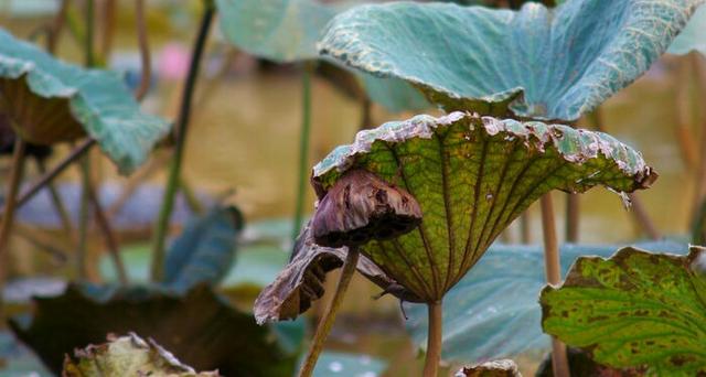人若不惜，遲早會敗給歲月；心若無情，終究會輸給冷落！