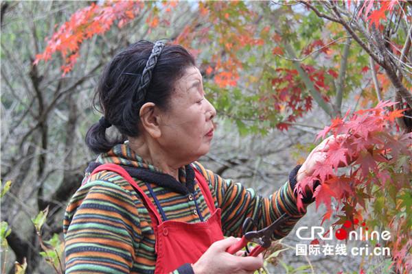 “賣樹葉”賺錢又健身日本德島縣山村老人的別樣生活