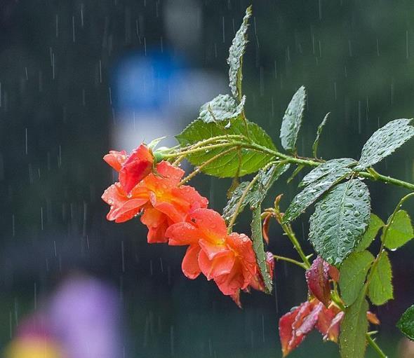 人在失意的時候，要懂得適當地“偽裝”自己