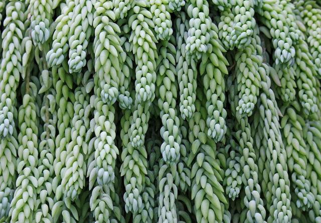 做人如果太老實，福氣就會漸漸喪失