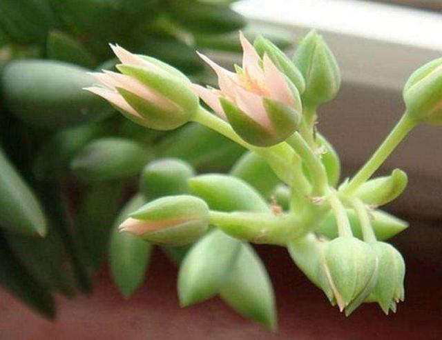 做人如果太老實，福氣就會漸漸喪失