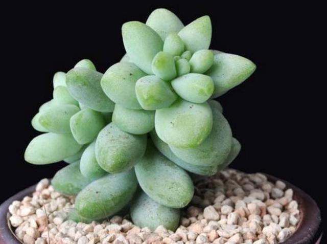 做人如果太老實，福氣就會漸漸喪失