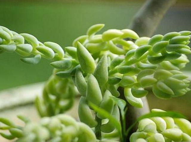 做人如果太老實，福氣就會漸漸喪失