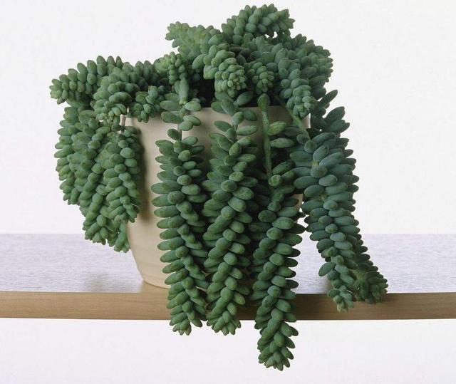 做人如果太老實，福氣就會漸漸喪失