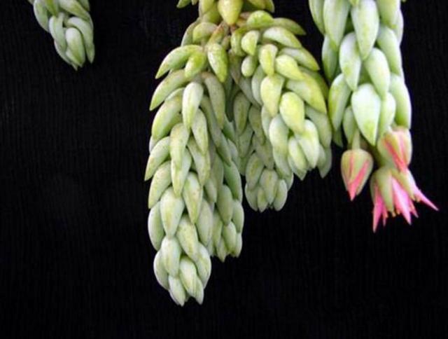 做人如果太老實，福氣就會漸漸喪失