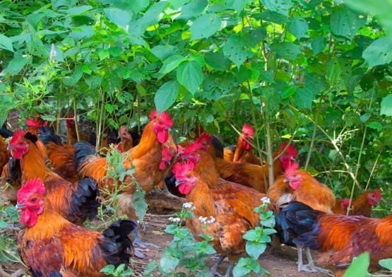 養雞20多年，他的南丹瑤雞成為珍寶，讓家鄉走上了致富之路