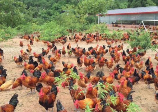 養雞20多年，他的南丹瑤雞成為珍寶，讓家鄉走上了致富之路