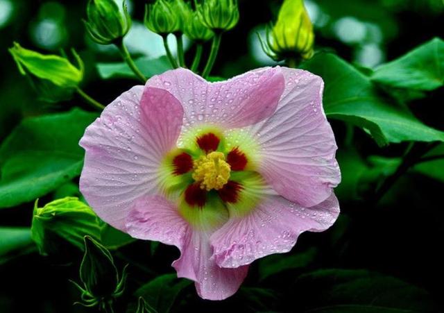 做人要想有成績，就要學會“厚”臉皮