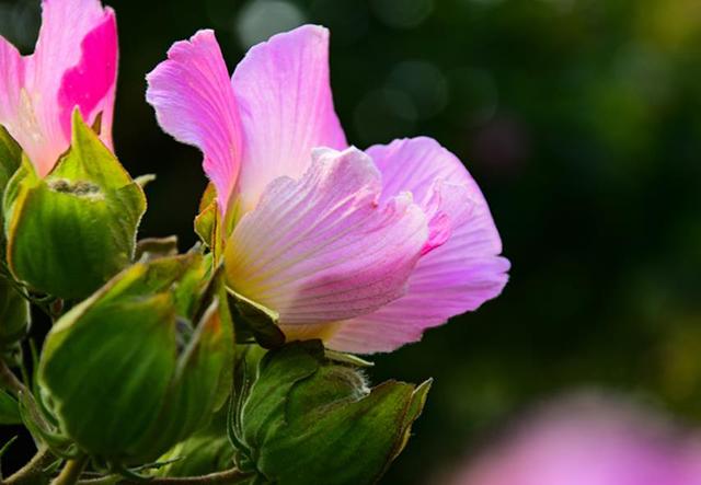 做人要想有成績，就要學會“厚”臉皮