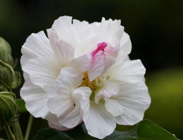 做人要想有成績，就要學會“厚”臉皮