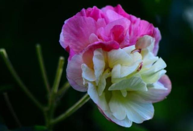 做人要想有成績，就要學會“厚”臉皮