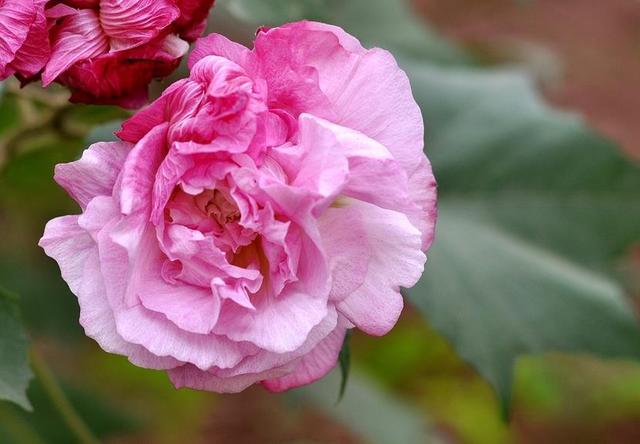 做人要想有成績，就要學會“厚”臉皮