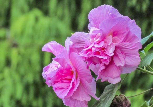 做人要想有成績，就要學會“厚”臉皮