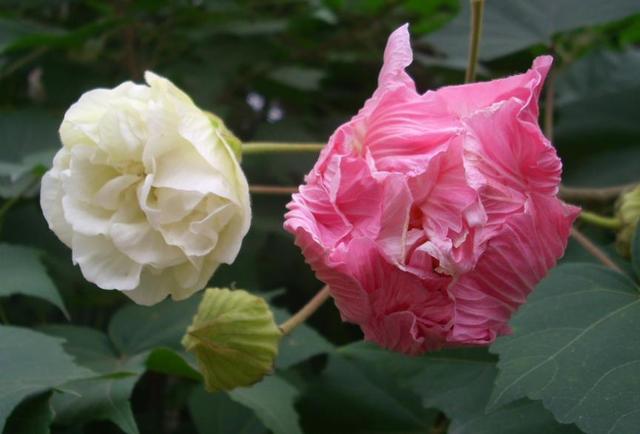 做人要想有成績，就要學會“厚”臉皮