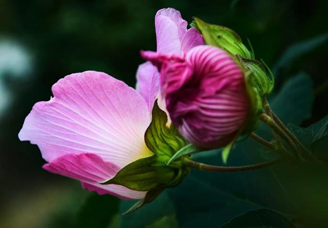 做人要想有成績，就要學會“厚”臉皮