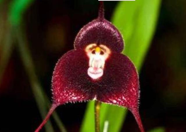 在我們身邊，有這幾隻“小鬼”，我們馬上就要遠離