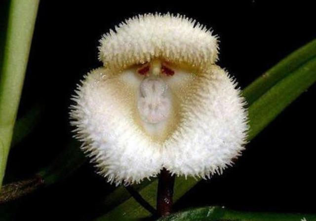 在我們身邊，有這幾隻“小鬼”，我們馬上就要遠離