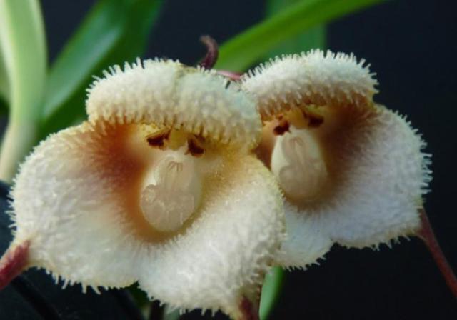 在我們身邊，有這幾隻“小鬼”，我們馬上就要遠離