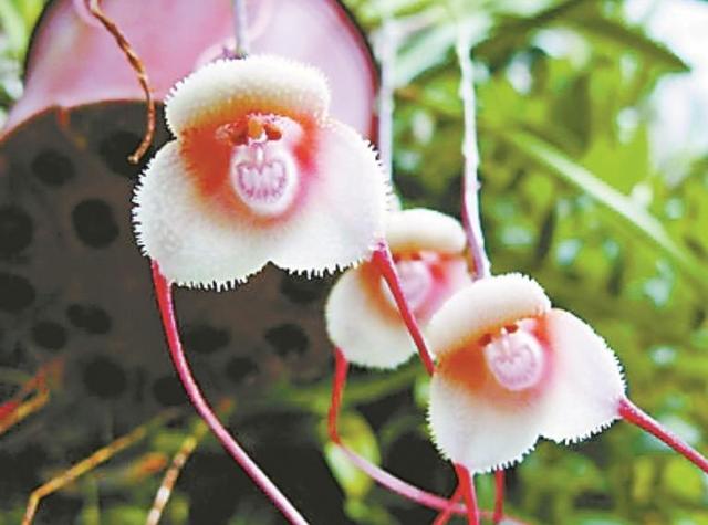 在我們身邊，有這幾隻“小鬼”，我們馬上就要遠離