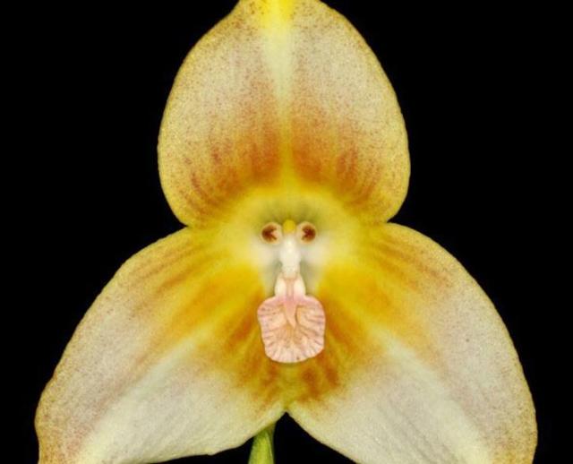 在我們身邊，有這幾隻“小鬼”，我們馬上就要遠離