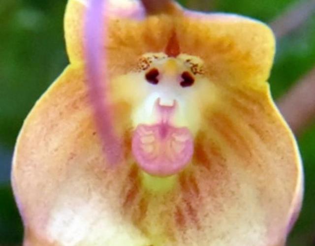 在我們身邊，有這幾隻“小鬼”，我們馬上就要遠離