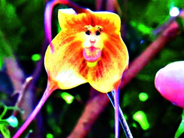 在我們身邊，有這幾隻“小鬼”，我們馬上就要遠離