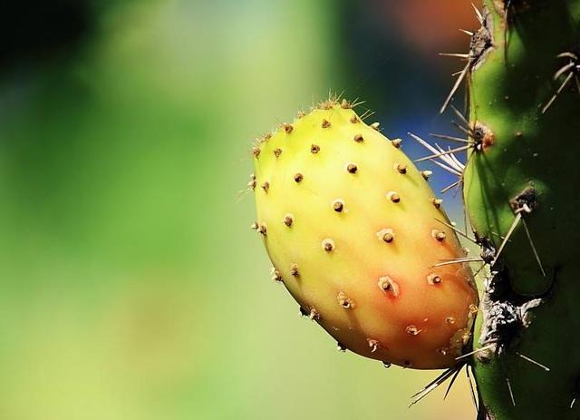 做人,學會了這三種心機,即可“猛獸獨行”