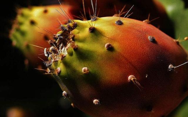 做人，學會了這三種心機，即可“猛獸獨行”