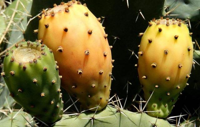 做人，學會了這三種心機，即可“猛獸獨行”